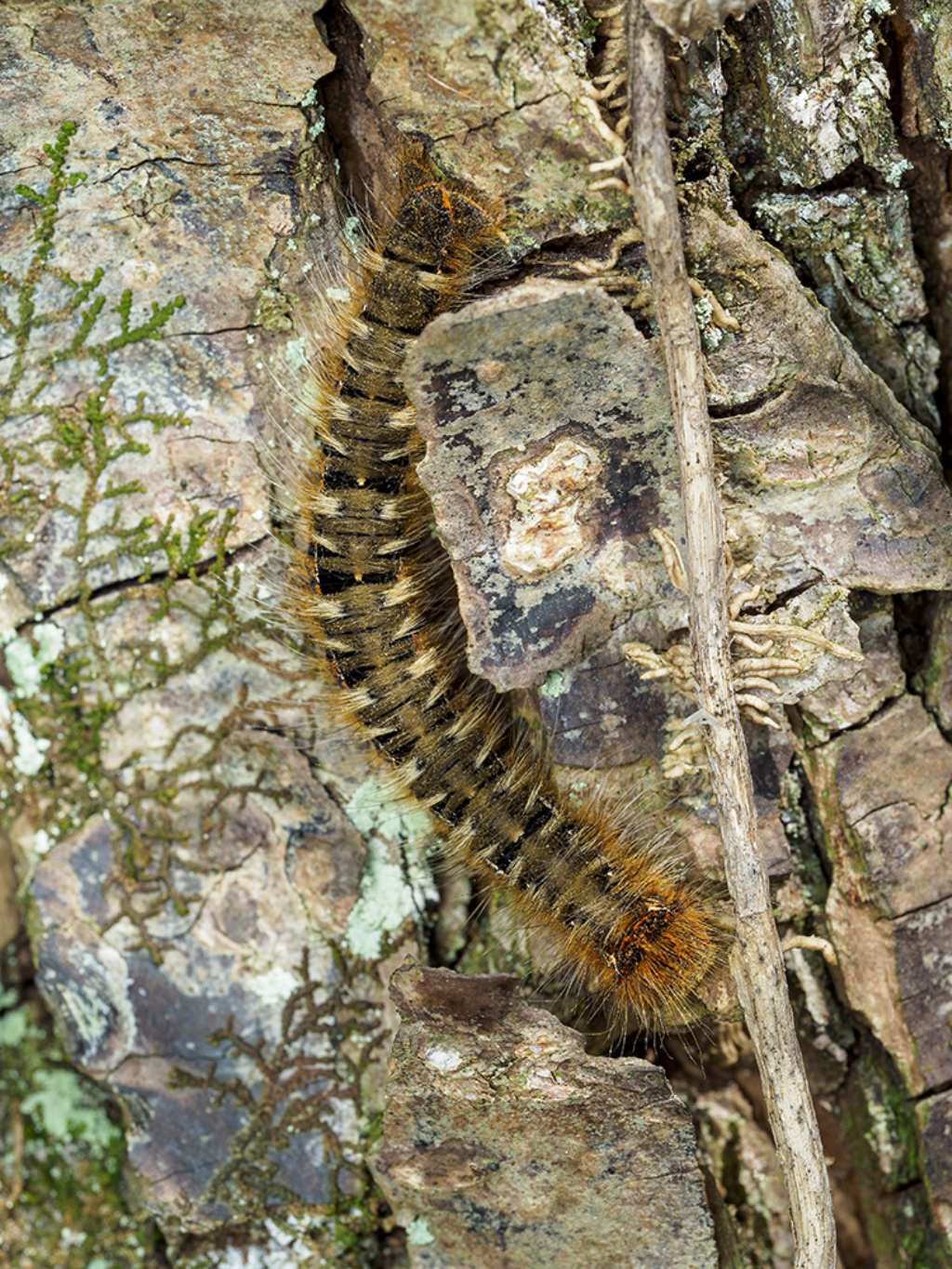 Bruco di Lasiocampa quercus (Lasiocampidae)